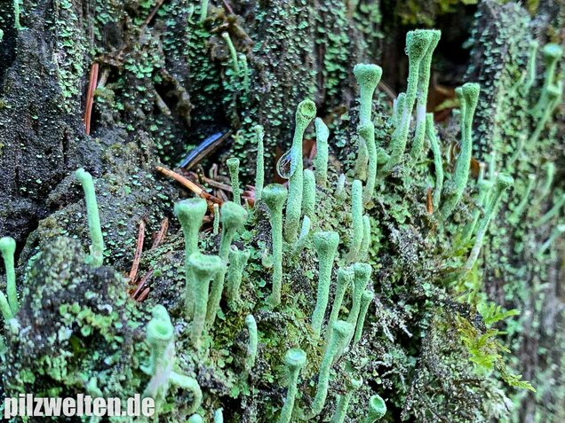 Trompetenflechte, Cladonia fimbriata