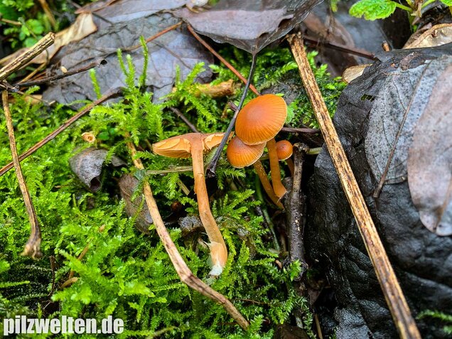 Gemeiner Trompetenschnitzling, Tubaria furfuracea