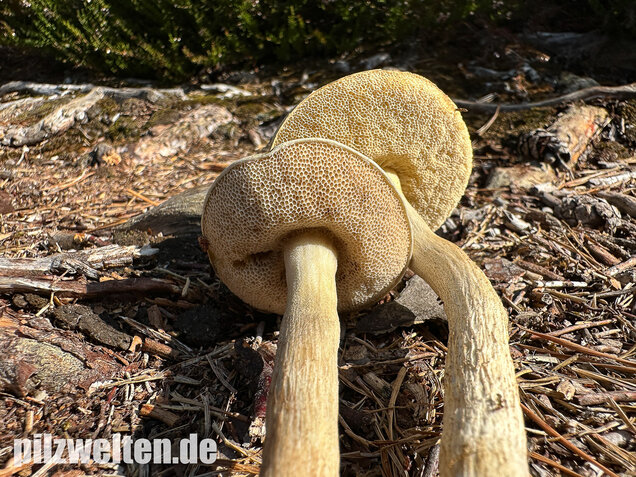 Weißer Birkenpilz, Leccinum holopus