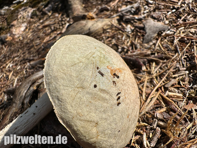 Weißer Birkenpilz, Leccinum holopus
