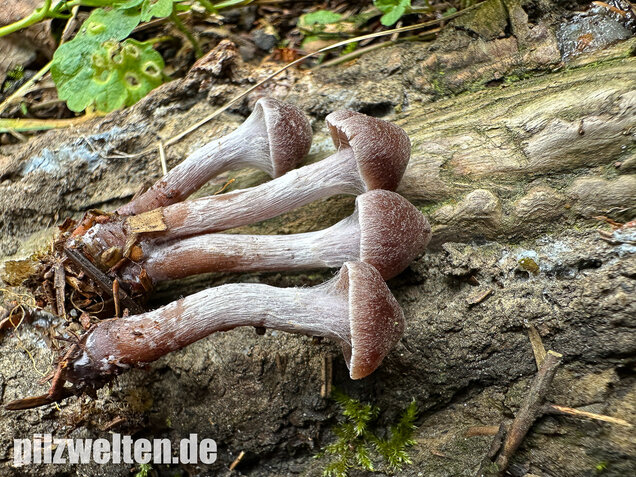 Weißflockiger Gürtelfuß, Cortinarius hemitrichus