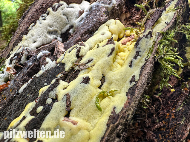 Weißgelbes Netzpolster, Ceratiomyxa porioides