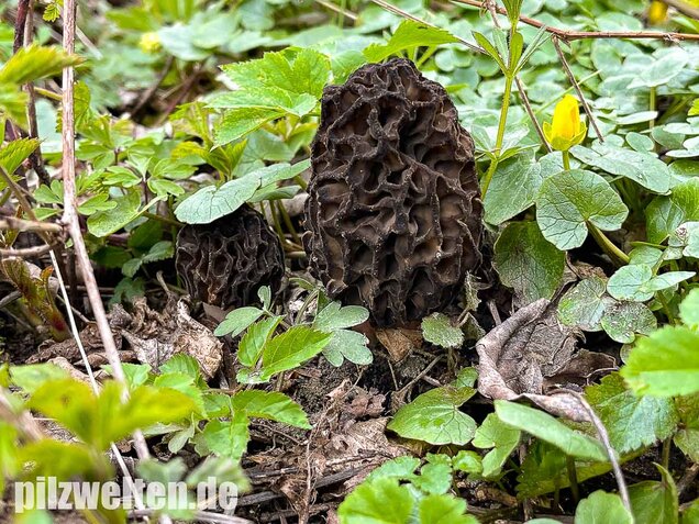 Spitzmorchel, Morchella elata, Morchella conica