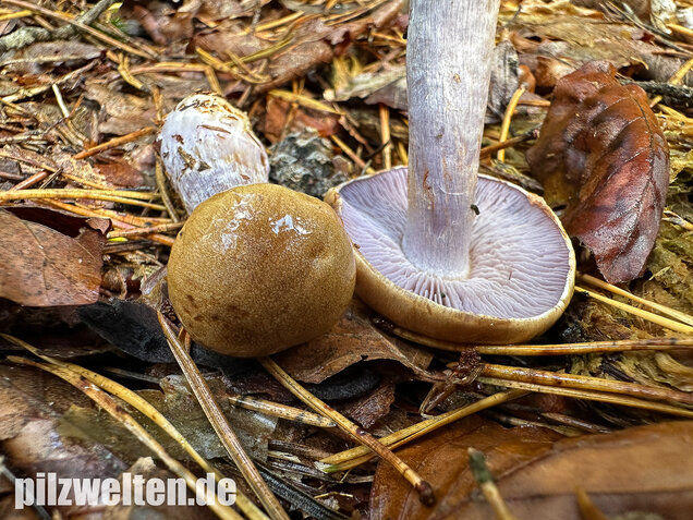 Zyanblättriger Klumpfuß, Cyanblättriger Klumpfuss, Thaxterogaster fulvo-ochrascens