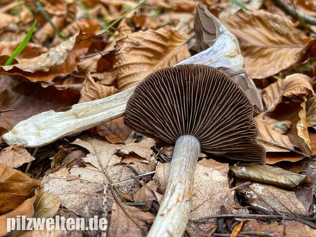 Bitterer Schleimkopf, Cortinarius infractus