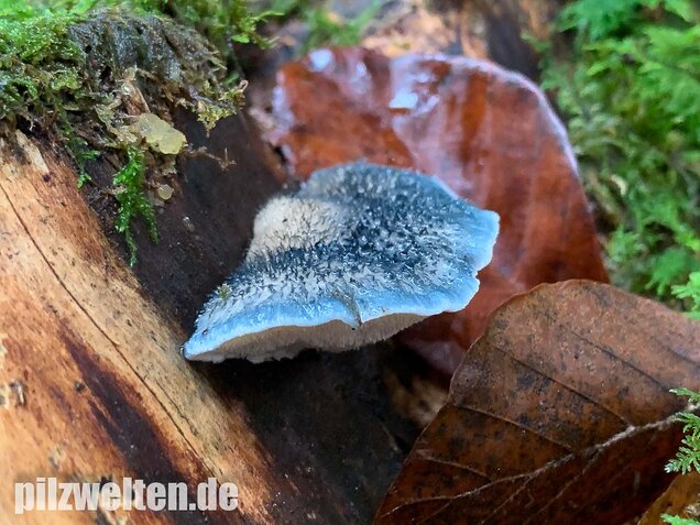 Blauender Saftporling, Postia caesia