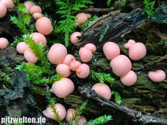 Blutmilchpilz, Lycogala epidendrum