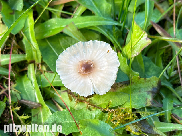 Dunkelscheibiger Ellerling, Hygrocybe virginea var. fuscescens