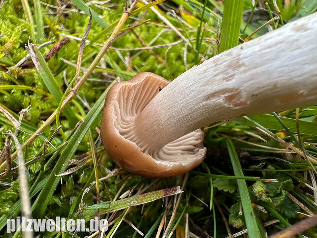 Dattelbrauner Ellerling, Cuphophyllus colemannianus