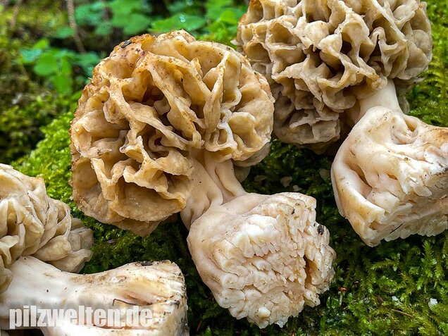 Dickfüßige Speisemorchel, Morchella crassipes