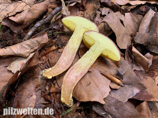 Ziegenlippe, Xerocomus subtomentosus