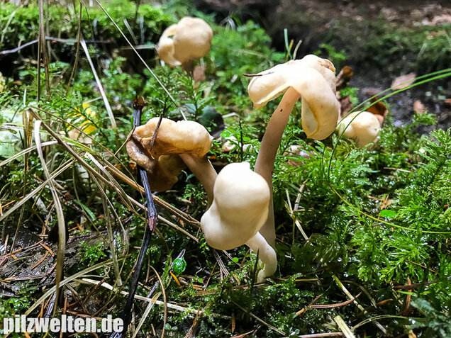 Elastische Lorchel, Helvella elastica