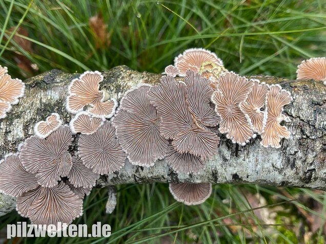 Gemeiner Spaltblättling, Schizophyllum commune