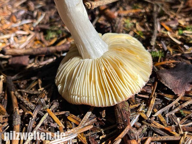Geriefter Weichtäubling, Russula nauseosa