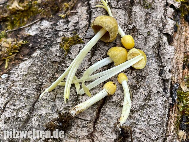 Goldmistpilz, Bolbitius titubans