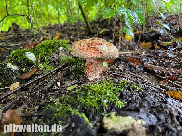 Großer Krempling, Paxillus validus