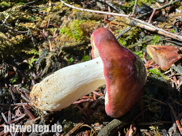 Hohlstieltäubling, Weißtannentäubling, Russula cavipes