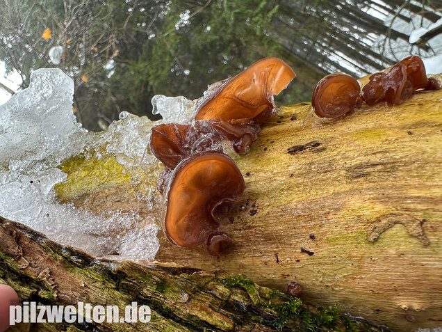 Judasohr, Auricularia auricula-judae