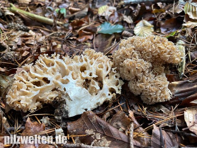 Krause Glucke, Sparassis crispa