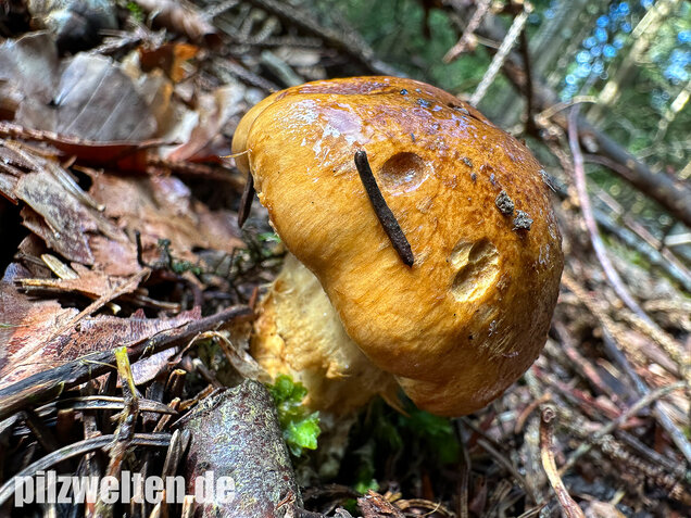 Geschmückter Schleimkopf, Phlegmacium saginum