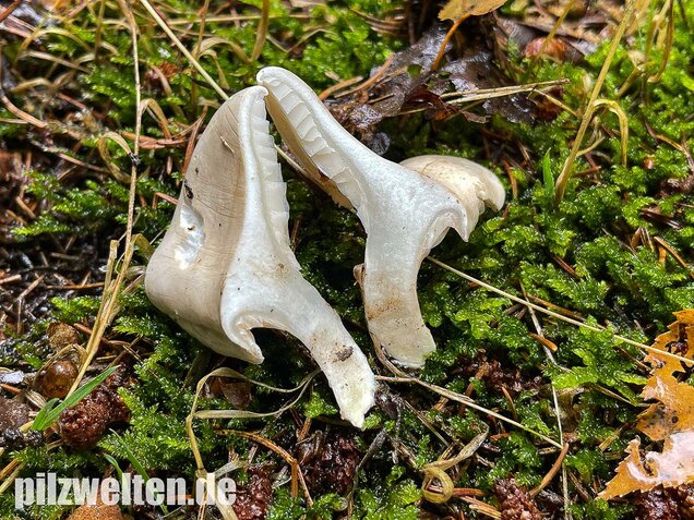 Mehlräsling, Clitopilus prunulus