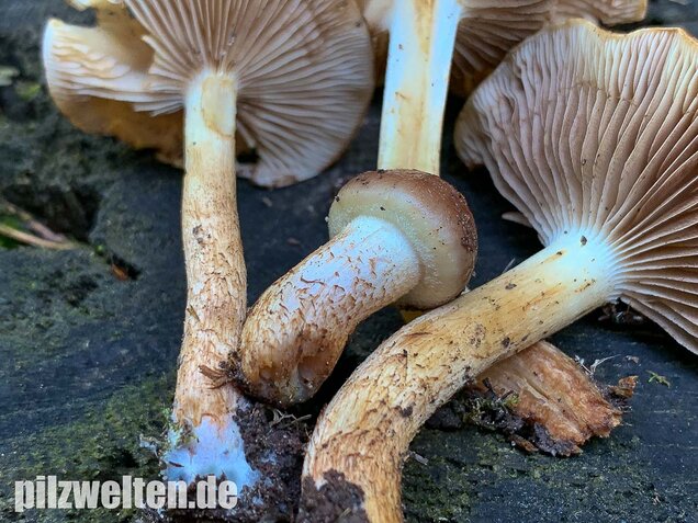 Nadelwaldschüppling, Pholiota spumosa