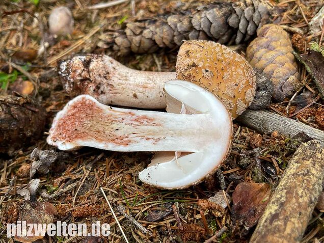 Perlpilz, Rötender Wulstling, Amanita rubescens