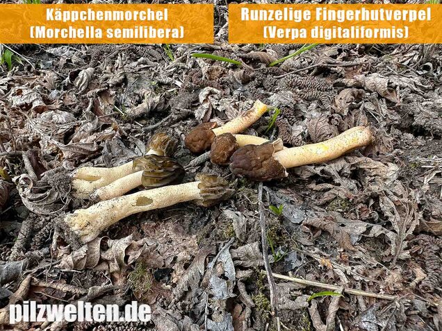 Runzelige Fingerhutverpel, Verpa digitaliformis