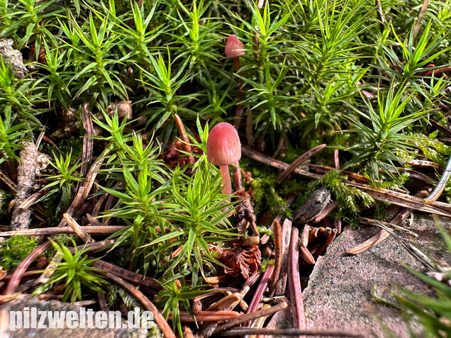 Purpurschneidiger Bluthelmling, Kleiner Bluthelmling, Mycena sanguinolenta