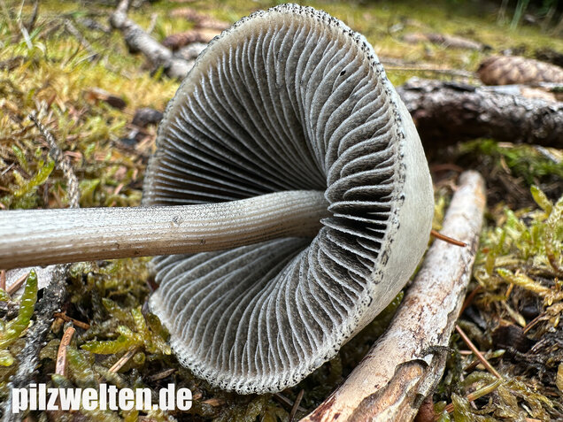 Ringdüngerling, Beringter Düngerling, Panaeolus semiovatus