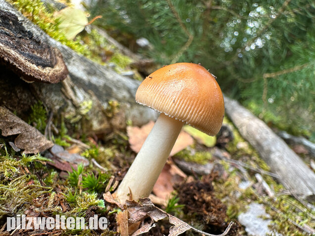 Rotbrauner Scheidenstreifling, Amanita fulva