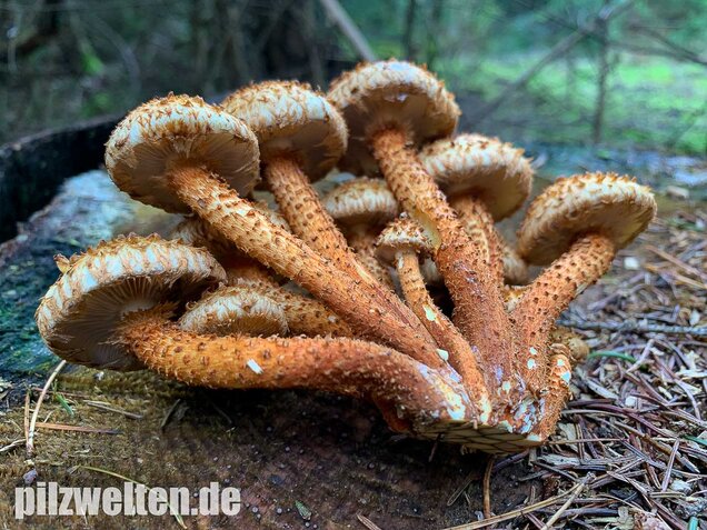 Sparriger Schüppling, Pholiota squarrosa