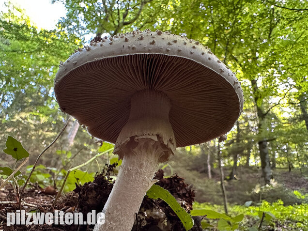 Spitzkegeliger Wulstling, Amanita echinocephala