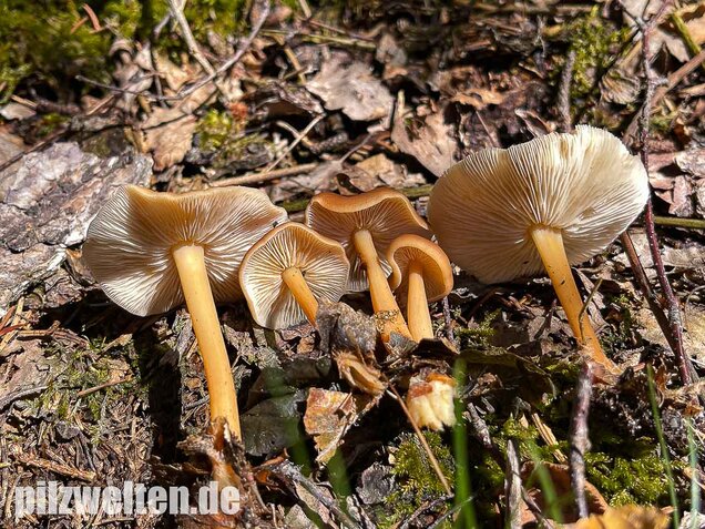 Waldfreundrübling, Gemeiner Rübling, Gymnopus dryophilus