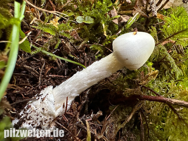 Kegelhütiger Knollenblätterpilz, Amanita virosa