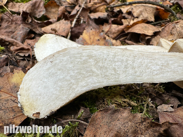 Wollstieliger Raufußröhrling (weiße Form), Leccinum cyaneobasileucum