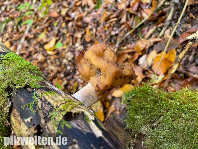 Bischofsmütze, Gyromitra infula