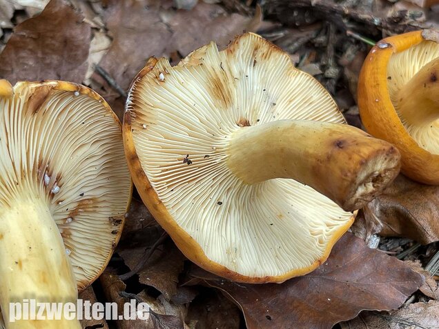 Milchbrätling, Lactifluus volemus