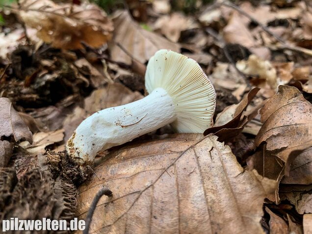 Buchenspeitäubling, Russula nobilis