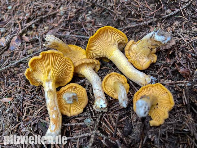 Echter Pfifferling, Cantharellus cibarius