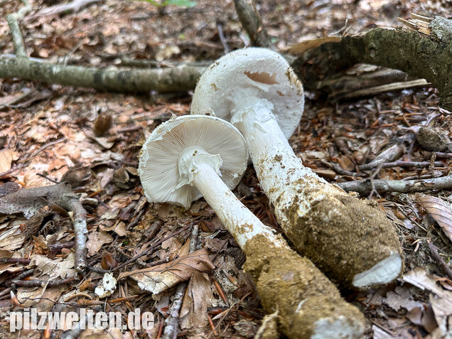 Fransiger Wulstling, Amanita strobiliformis