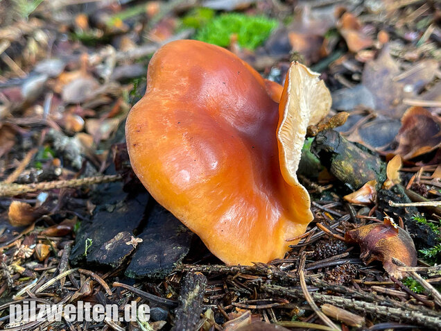 Fuchsiger Röteltrichterling, Paralepista flaccida