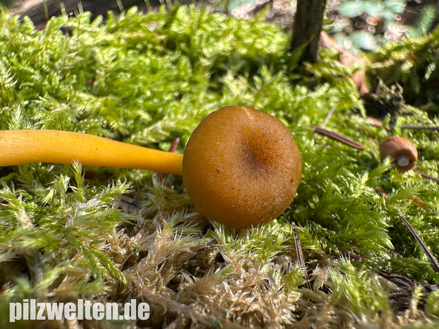 Gelbblättriger Holznabeling, Chrysomphalina chrysophylla