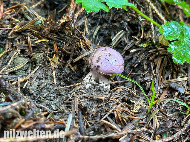 Dunkelfleckender Schleimkopf, Phlegmacium violaceomaculatum