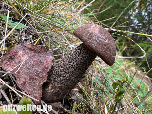 Gemeiner Birkenpilz, Langfuß, Birkenraufuß, Leccinum scabrum