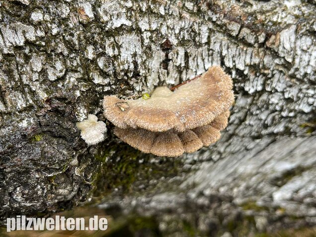 Gemeiner Spaltblättling, Schizophyllum commune