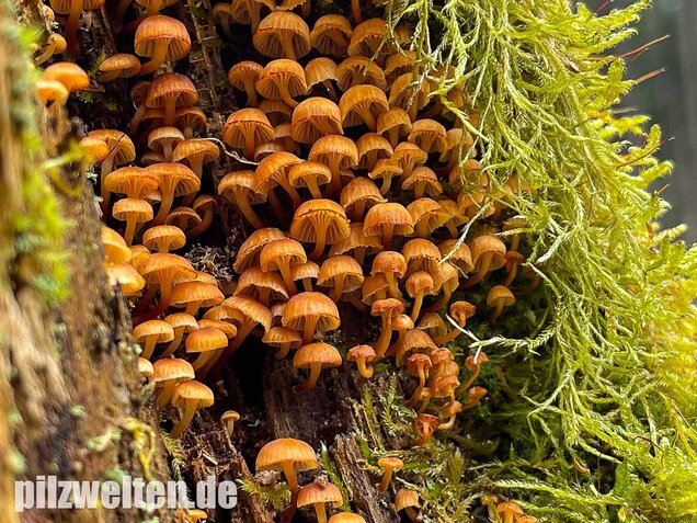 Geselliger Glöckchennabeling, Xeromphalina campanella