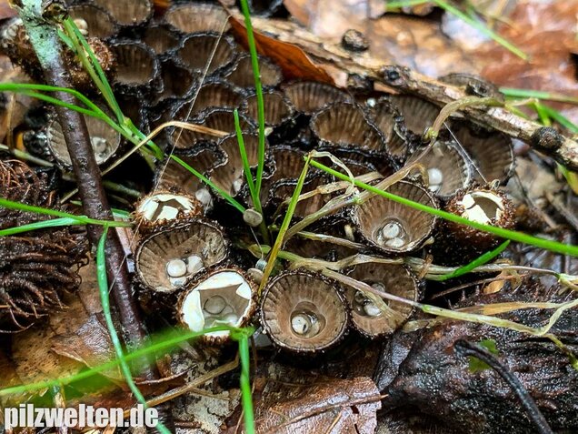 Gestreifter Teuerling, Cyathus striatus