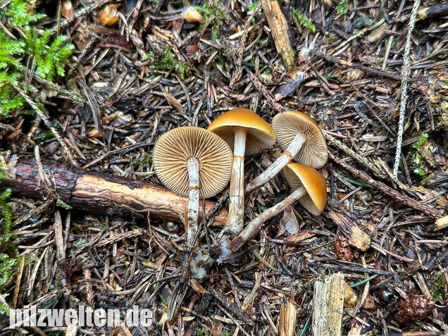 Gifthäubling, Nadelholzgifthäubling, Galerina marginata