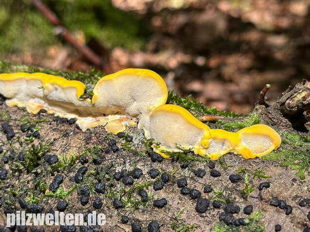 Gilbende Tramete, Spitzwarzige Weißfäuletramete, Antrodiella serpula